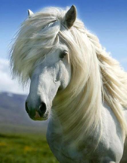 beyaz at resimleri