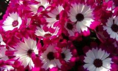 Rengarenk Çiçek Resimleri