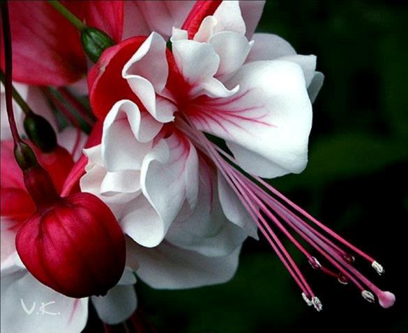 beyaz pembe çiçek resimleri