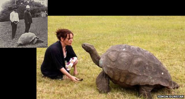 1902 ve 2005 yıllarında aynı kaplumbağa