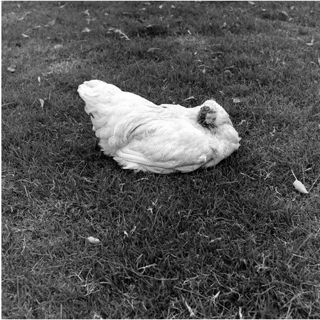 Sahibine kafası olmadan para kazandırdı