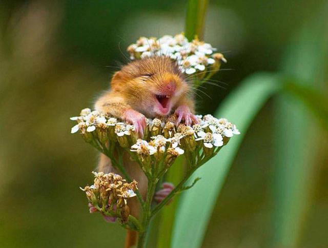 Çiçeklerin arasında minik bir sincap yavrusu
