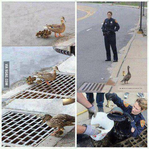 19 Mazgala düşen ördek yavrularını kurtaran polis.