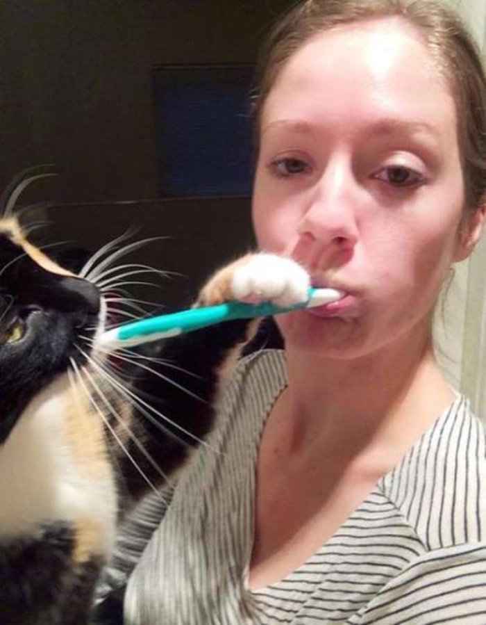 Diş fırçalamaya karşı olan sevimli kedi