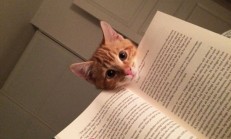 Çok Egoist Bir O Kadar da Sevimli Kediler!