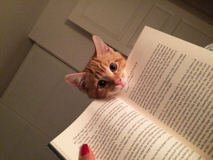 Sahibine kitap okutmayan sevimli kedi